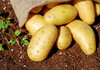 В Черновицкой области начали посадку картофеля, под который в 2025 г. отведут 35,9 тыс. га
